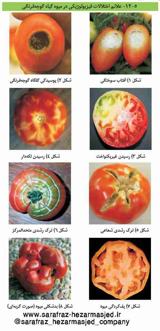 تصاویره عارضه های فیزیولوژیکی در گوجه فرنگی