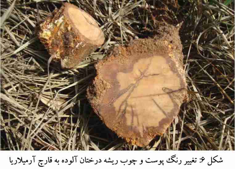 تغییر رنگ پوست و چوب ریشه درختان آلوده به قارچ آرمیلاریا (پوسیدگی آرمیلاریایی ریشه )
