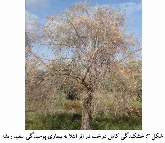 خشکیدگی کامل درخت در اثر ابتلا به بیماری پوسیدگی سفید ریشه زیتون
