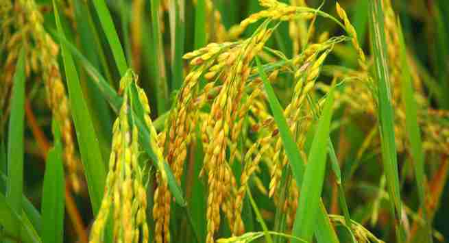 مدیریت مصرف فسفر در برنج