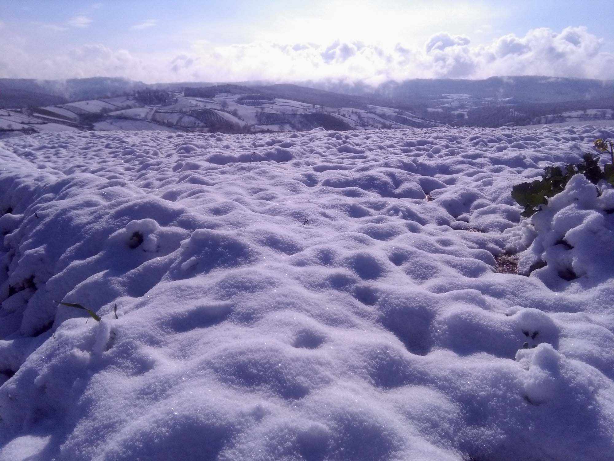 113.jpg (2000×1500)