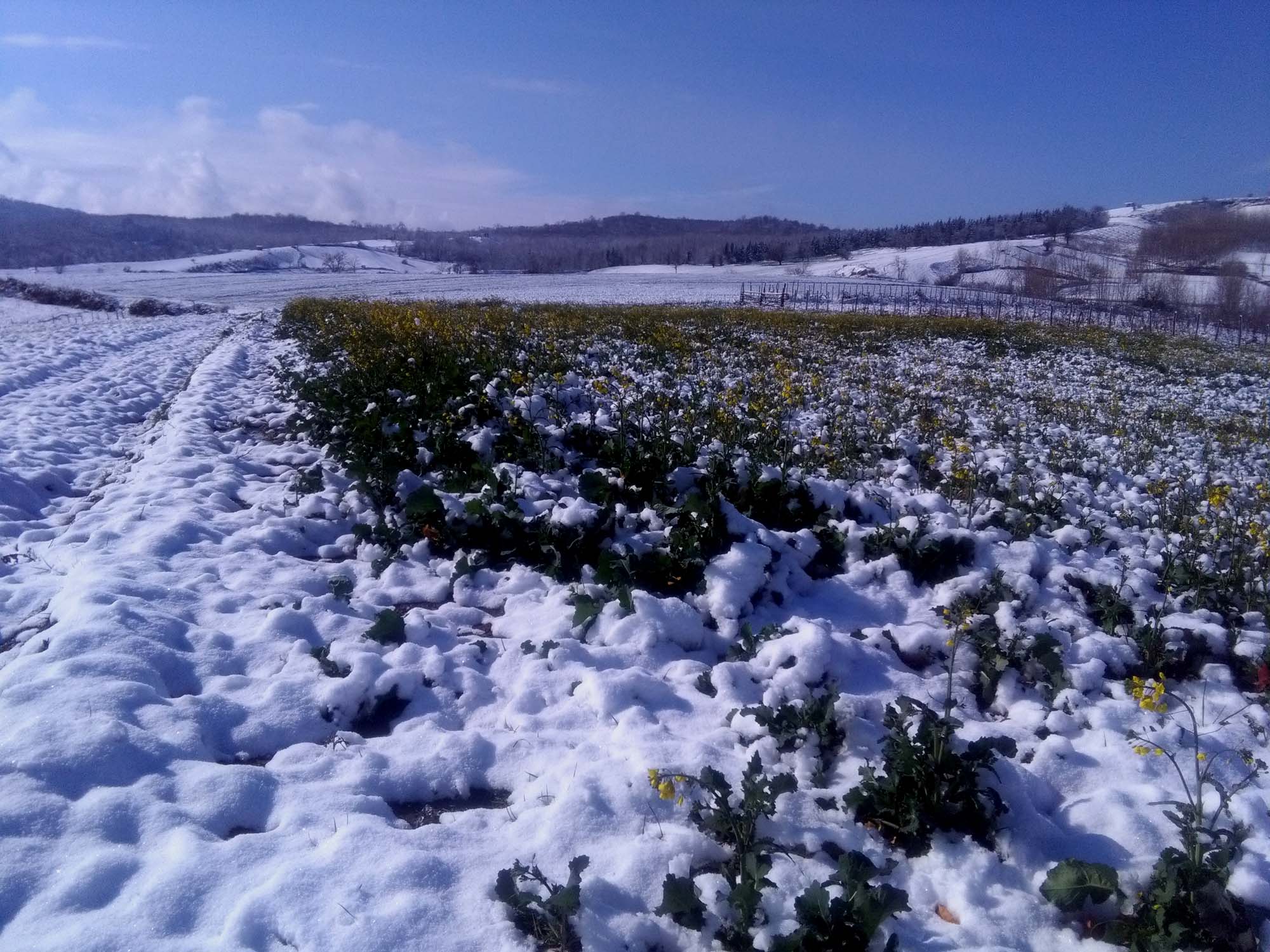 114.jpg (2000×1500)