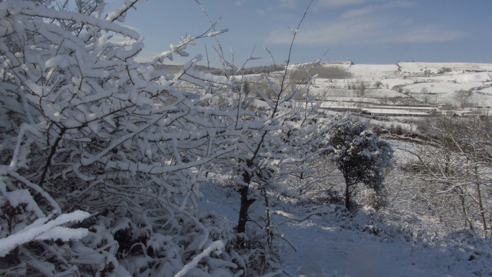 119.JPG (2000×1124)