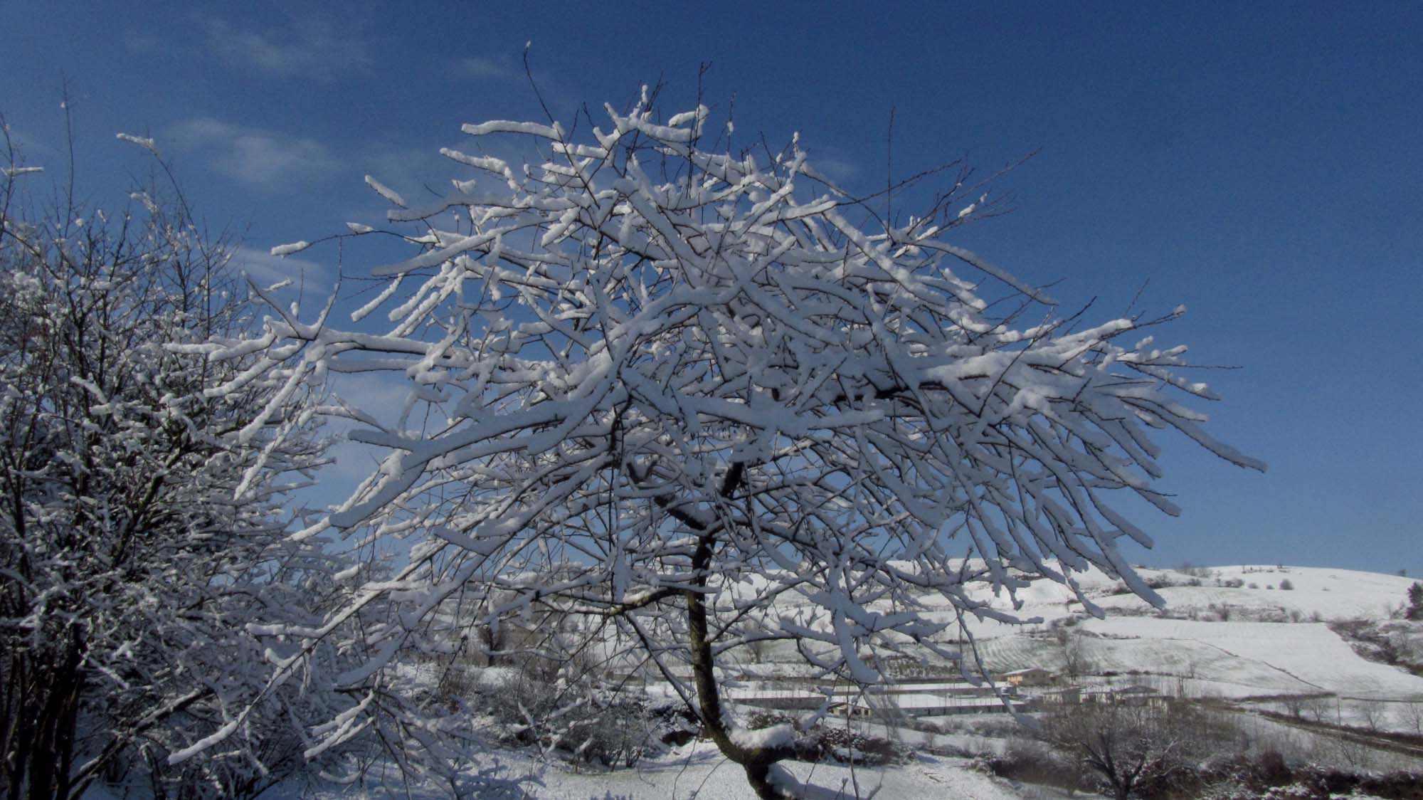 131.JPG (2000×1124)