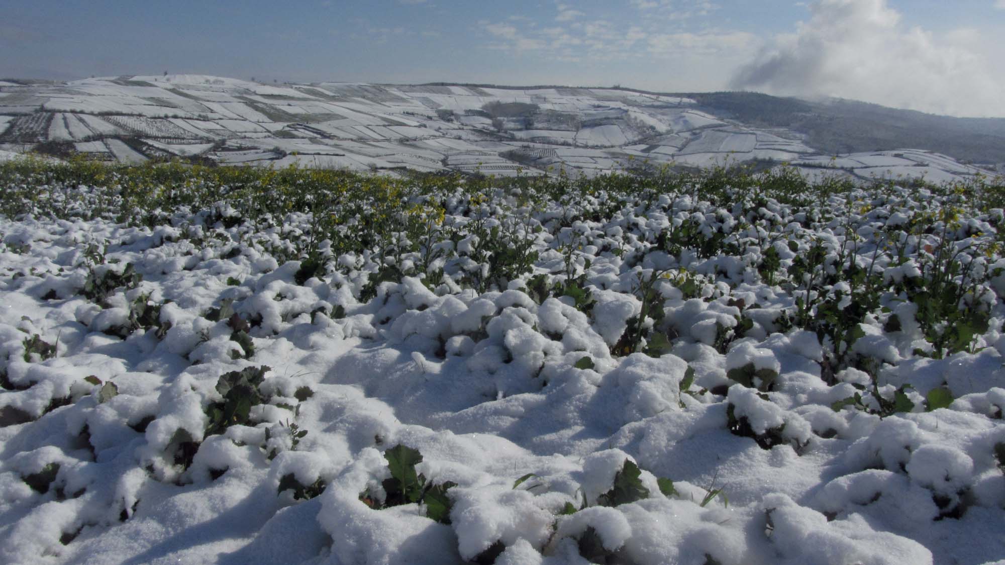 161.JPG (2000×1124)