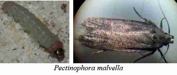 کرم سرخ ثانوي پنبه Pectinophora malvella