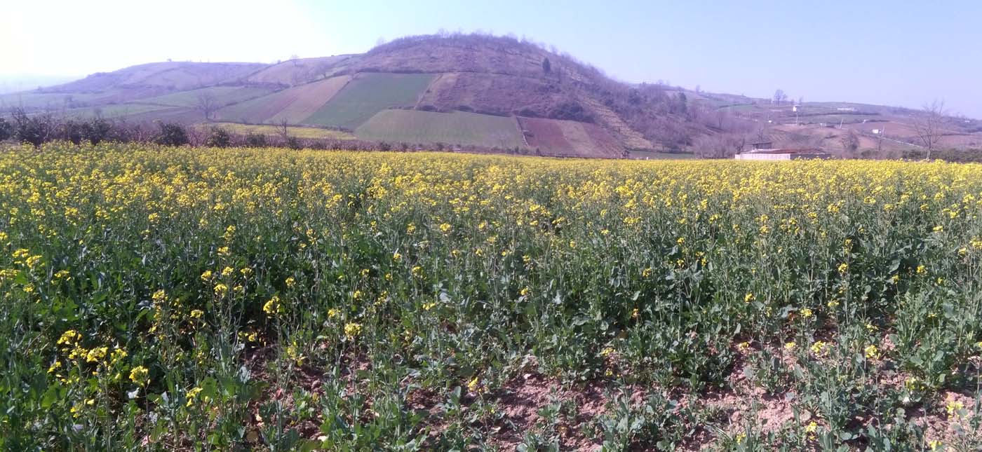 1_41_.jpg (1400×645)