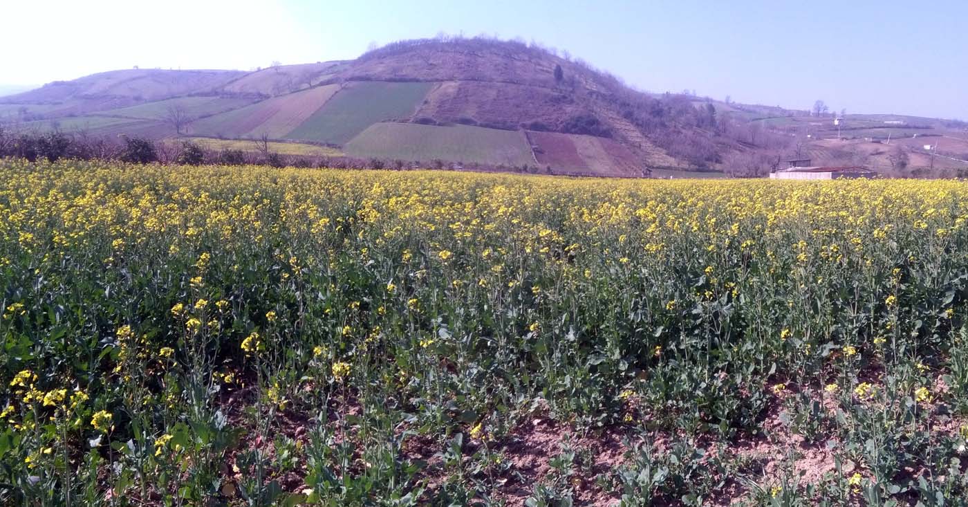 1_42_.jpg (1400×733)