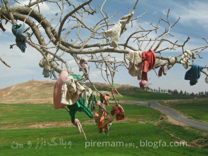 درخت مراد.چوک.زز و من