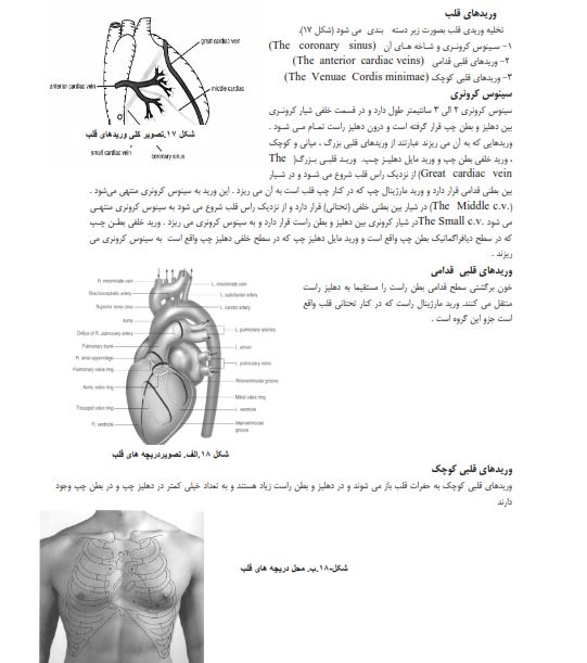 آناتومی دستگاه قلب وعروق - قلب - دانلود جزوه دستگاه قلب و عروق پرستاری pdf