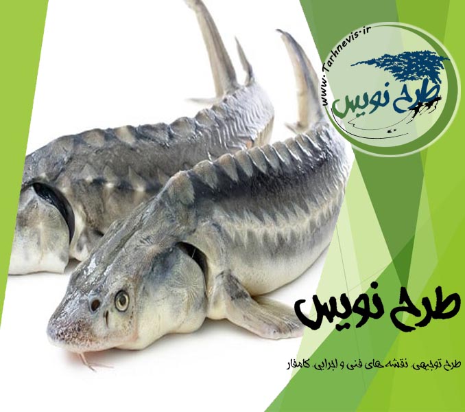 طرح توجیهی ماهی خاویاری
