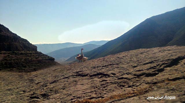 روستا