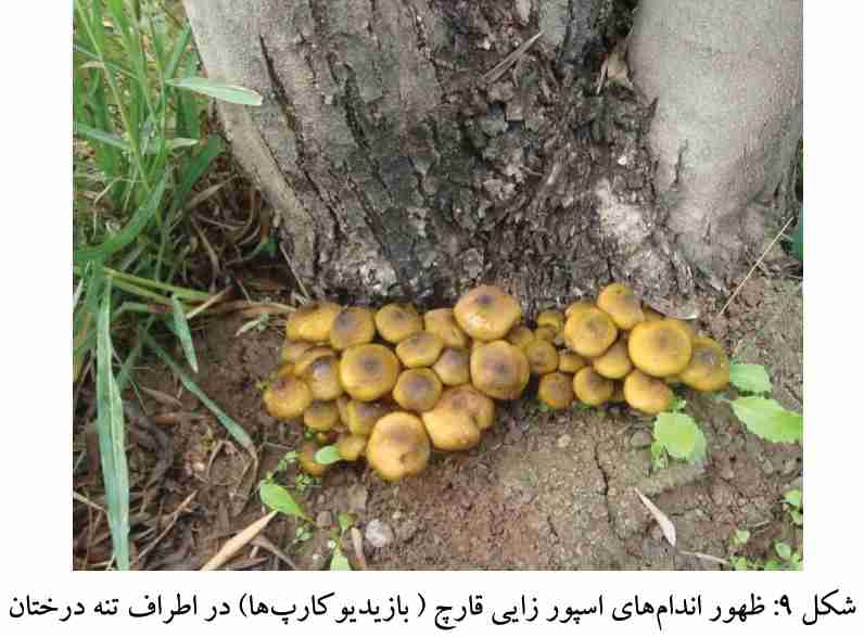 ظهور اندامهای اسپورزایی قارچ در اطراف تنه درختان ( بازیدیو کارپ ها )