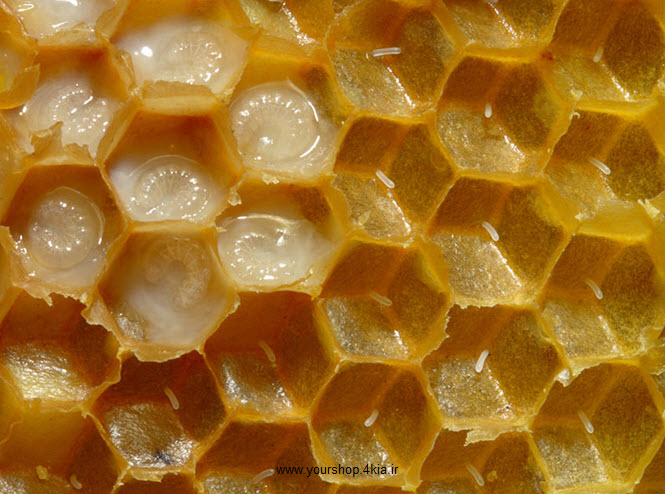 دانلود جزوه آناتومی زنبور عسل ، بیولوژی زنبور عسل ، تشریح زنبور عسل در قالب پاورپوینت ppt